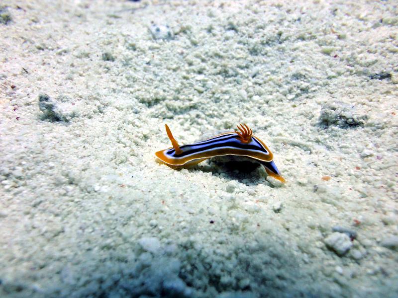 Doris a quatre couleurs - Chromodoris quadricolor.jpg